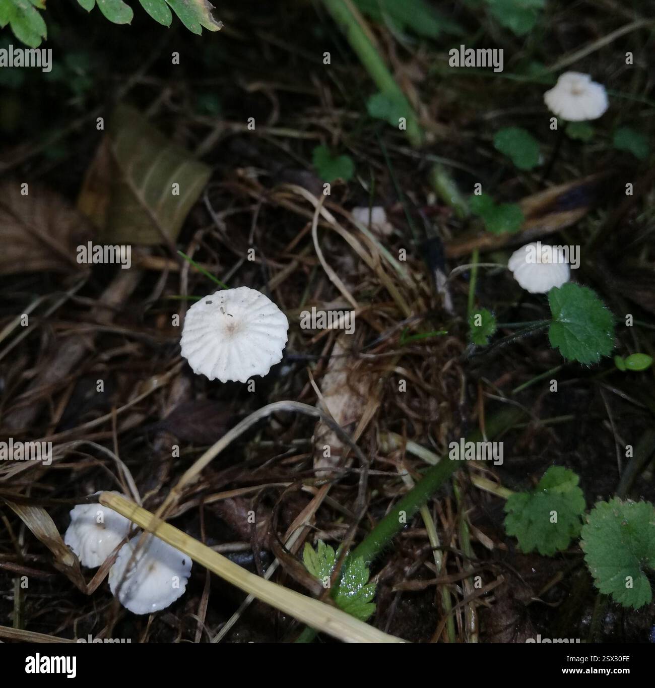 Kragenfallschirm (Marasmius rotula), Pilze, Ballenstedt, Deutschland, hier und da entlang der Wegseiten, Erlenaschenwald=stickstoffreich. Stiel heller in der Nähe der Kappe, unter schwarz, kein Geruch. Stockfoto