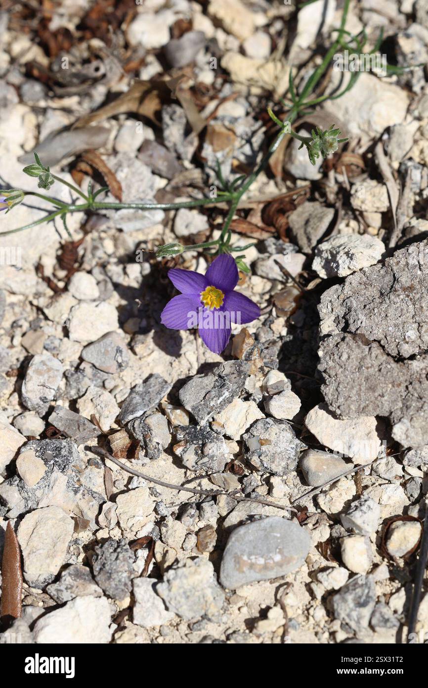 Bluebowls (Giliastrum rigidulum), Plantae, Uvalde County, TX, USA Stockfoto