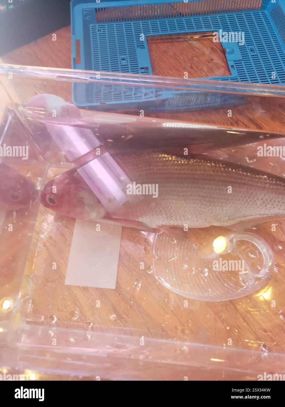 Amerikanischer Gizzard Shad (Dorosoma cepedianum), Actinopterygii, Jackson Township, IN, USA, jemand hat mir das vom Lenape-See gebracht, aber ich weiß nicht genau, welcher Teil Stockfoto