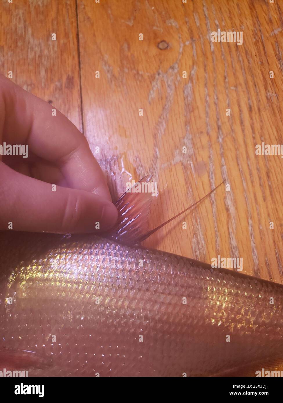 Amerikanischer Gizzard Shad (Dorosoma cepedianum), Actinopterygii, Jackson Township, IN, USA, jemand hat mir das vom Lenape-See gebracht, aber ich weiß nicht genau, welcher Teil Stockfoto