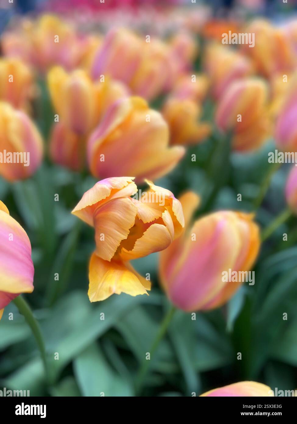 Nahaufnahme von leuchtenden pfirsichfarbenen und pinken Tulpen in voller Blüte - Smartphone-aufgenommenes Stockfoto