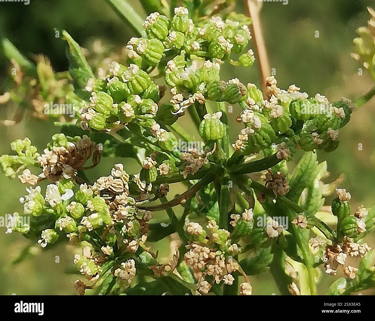 Poison Hemlock (Conium maculatum), Plantae, Ballenstedt, Deutschland, Fair amount, gefunden auf der schattigeren Seite. Dieser ist etwa 2 m hoch und hat einen Schaftdurchmesser von ca. 3 cm und ist hohl. Schnecke https://www.inaturalist.org/observations/172528667 Stockfoto