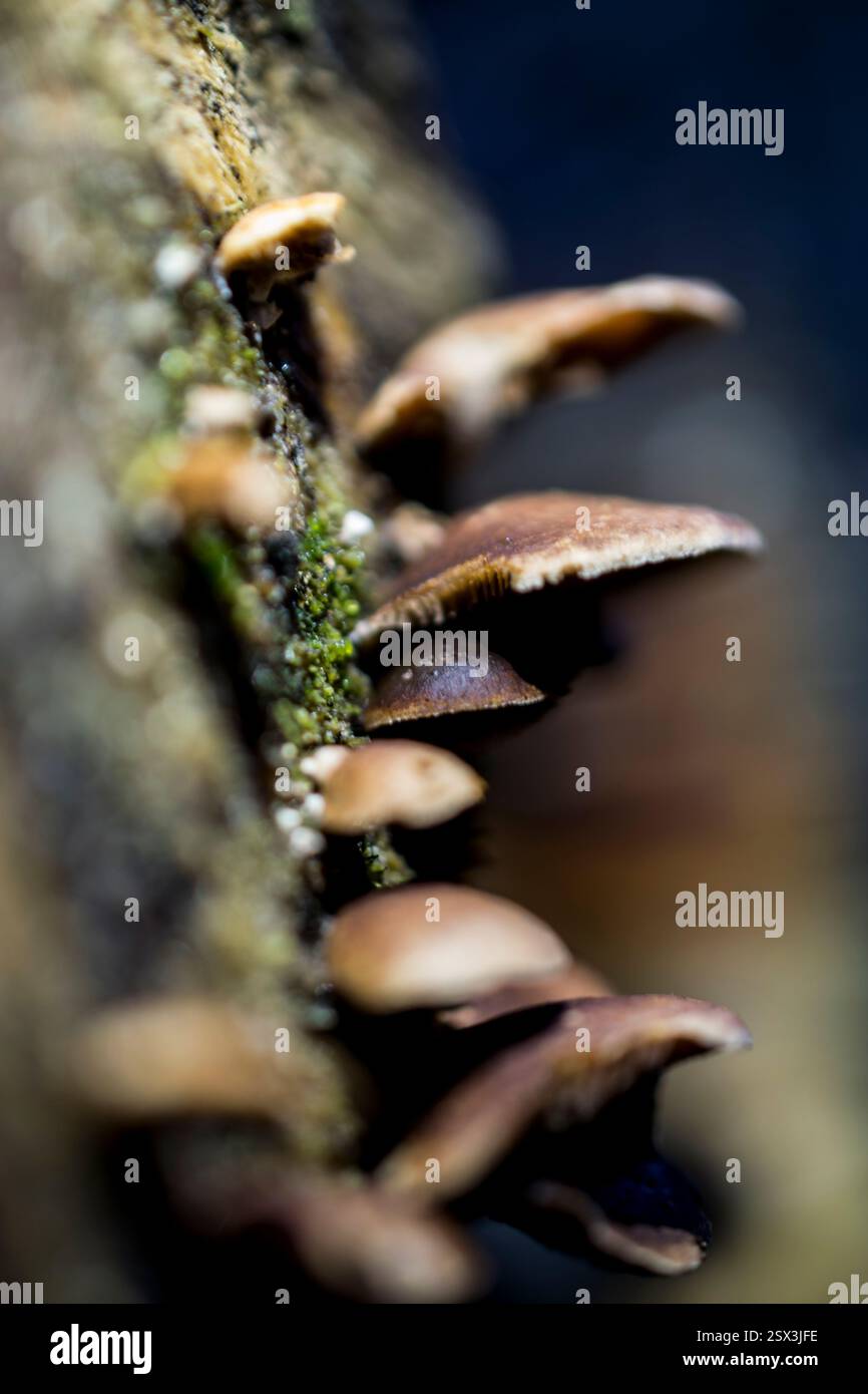 Makroaufnahme von wilden braunen Pilzen, die auf einem moosbedeckten Baumstamm in einem Wald wachsen. Die Pilze werden durch natürliches Licht beleuchtet, Stockfoto