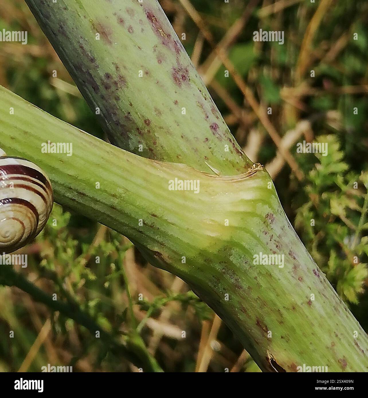 Poison Hemlock (Conium maculatum), Plantae, Ballenstedt, Deutschland, Fair amount, gefunden auf der schattigeren Seite. Dieser ist etwa 2 m hoch und hat einen Schaftdurchmesser von ca. 3 cm und ist hohl. Schnecke https://www.inaturalist.org/observations/172528667 Stockfoto