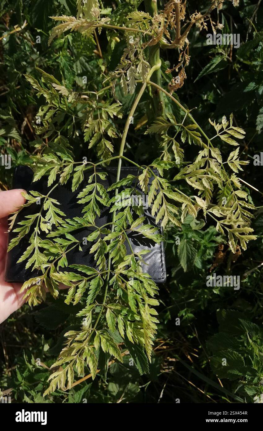 Poison Hemlock (Conium maculatum), Plantae, Ballenstedt, Deutschland, Fair amount, gefunden auf der schattigeren Seite. Dieser ist etwa 2 m hoch und hat einen Schaftdurchmesser von ca. 3 cm und ist hohl. Schnecke https://www.inaturalist.org/observations/172528667 Stockfoto