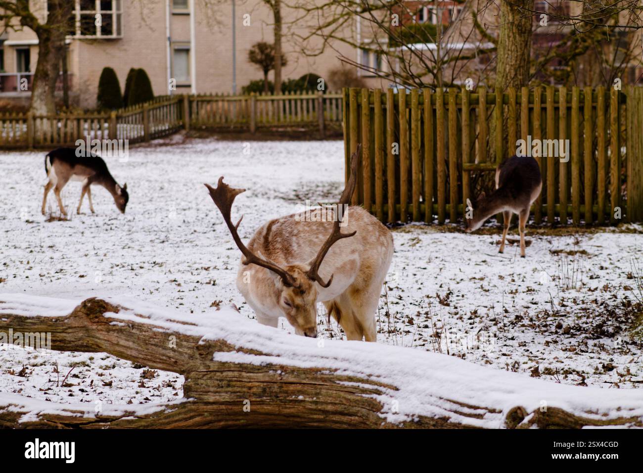 Eine schneebedeckte Landschaft mit mehreren Hirschen, die in einer parkähnlichen Umgebung grasen. Der Vordergrund zeigt einen Hirsch mit Geweih, der sich zum Essen nach unten beugt, während zwei weitere Stockfoto