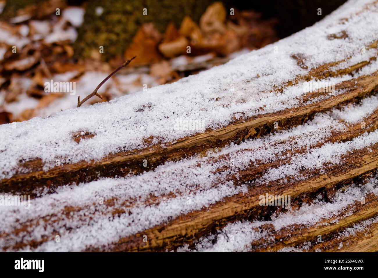 Eine Nahansicht eines von leichtem Schnee bedeckten Baumstamms, umgeben von herabfallenden Blättern. Die Textur des Holzes ist unter dem Schnee sichtbar, Kreatin Stockfoto
