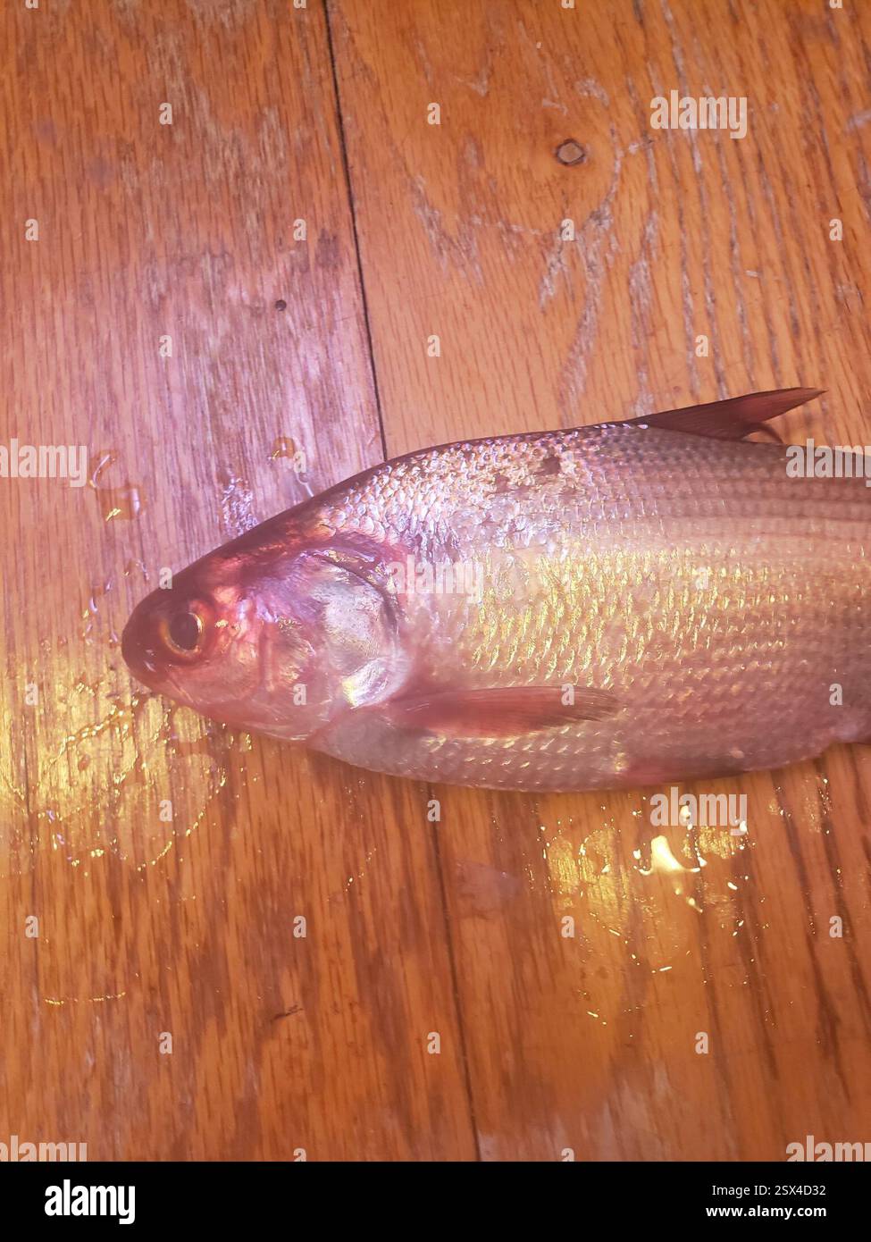 Amerikanischer Gizzard Shad (Dorosoma cepedianum), Actinopterygii, Jackson Township, IN, USA, jemand hat mir das vom Lenape-See gebracht, aber ich weiß nicht genau, welcher Teil Stockfoto
