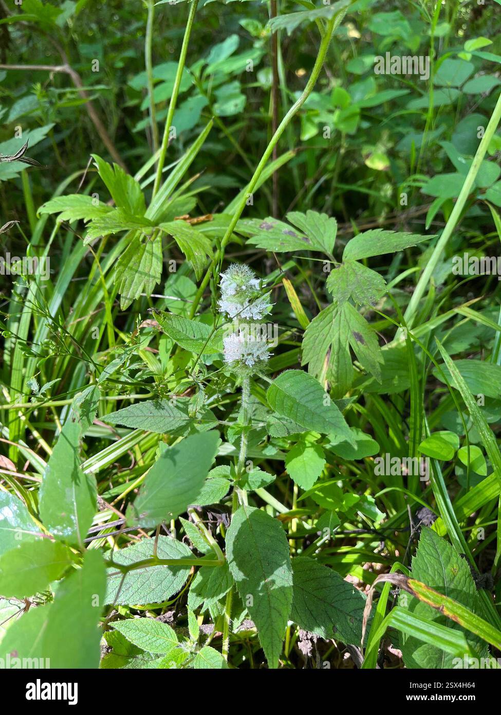 Hairy Wood Mint (Blephilia hirsuta), Plantae, Maquoketa Caves State Park, Maquoketa, IA, USA Stockfoto
