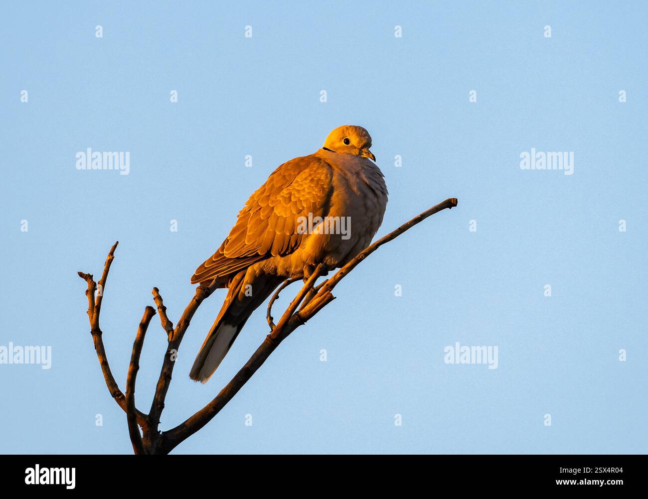 Eine Eurasische Taube (Streptopelia Decocto), die im Morgensonnenlicht baden. Rajasthan, Indien. Stockfoto