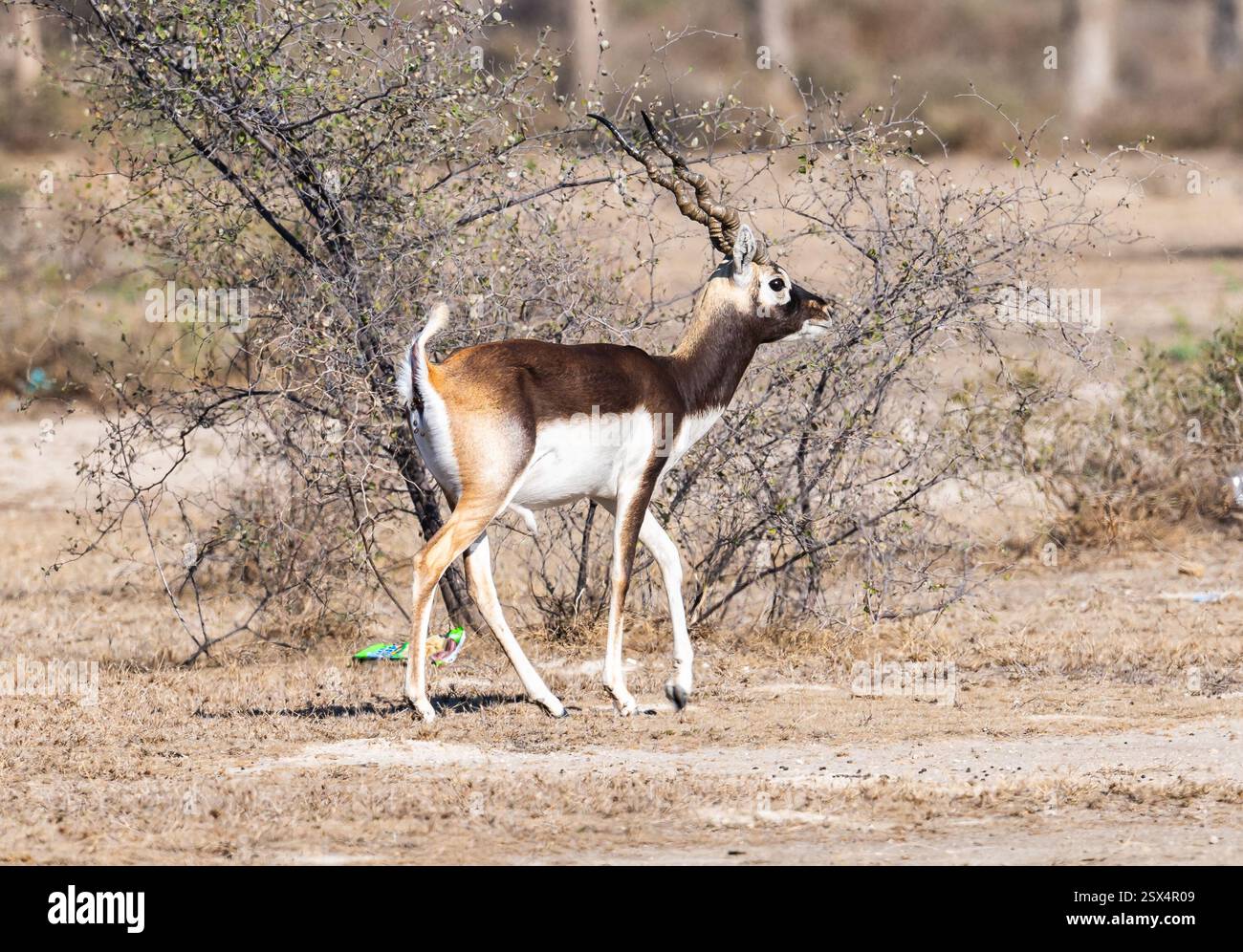 Ein männlicher Blackbuck (Antilope cervicapra), oder indische Antilope, in der Wüste. Rajasthan, Indien. Stockfoto