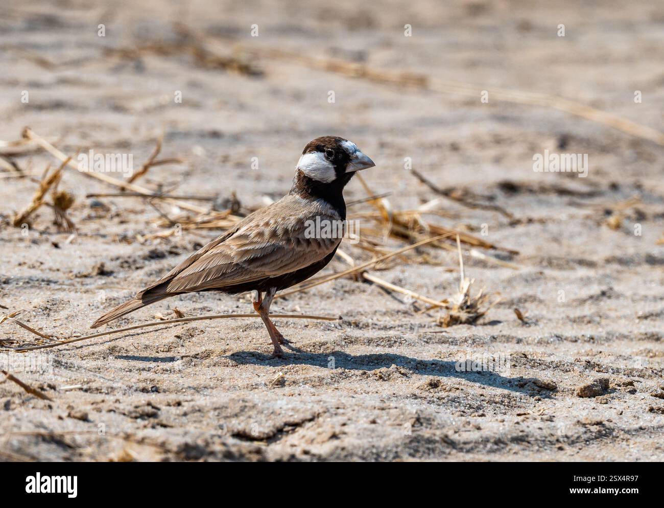 Ein männlicher Schwarzkronen-Sparrow-Lark (Eremopterix nigriceps), der auf dem Boden auf Nahrungssuche ist. Rajasthan, Indien. Stockfoto