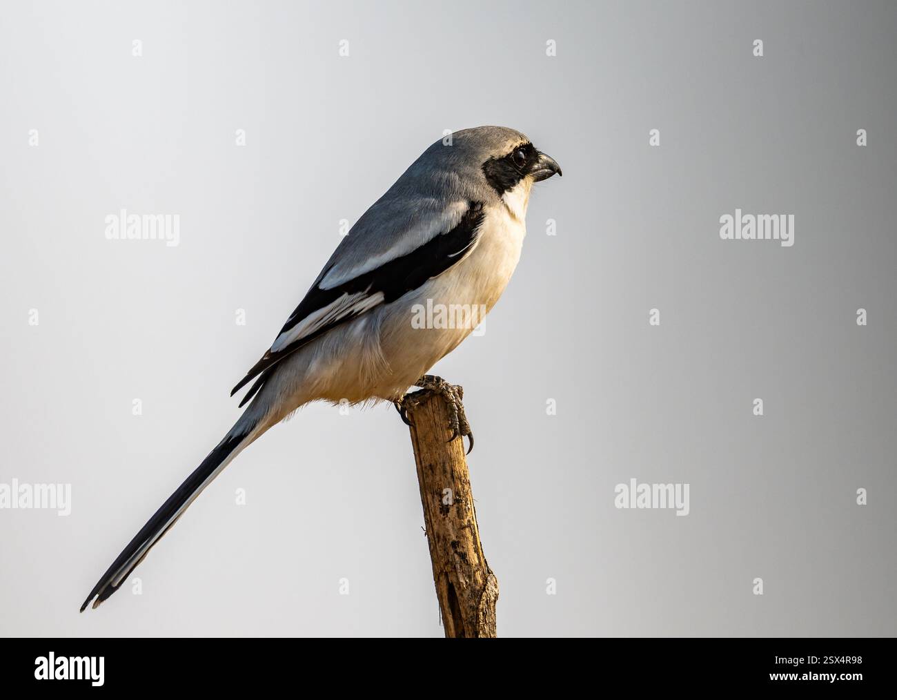 Ein großer grauer Krabbelwürger (Lanius excubitor), der auf einem Stock thront. Rajasthan, Indien. Stockfoto