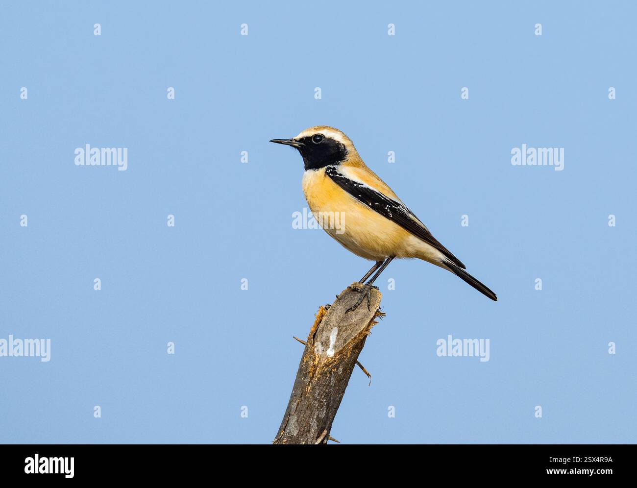 Ein männlicher Desert Wheatear (Oenanthe deserti), der auf einem Holzpfahl thront. Rajasthan, Indien. Stockfoto