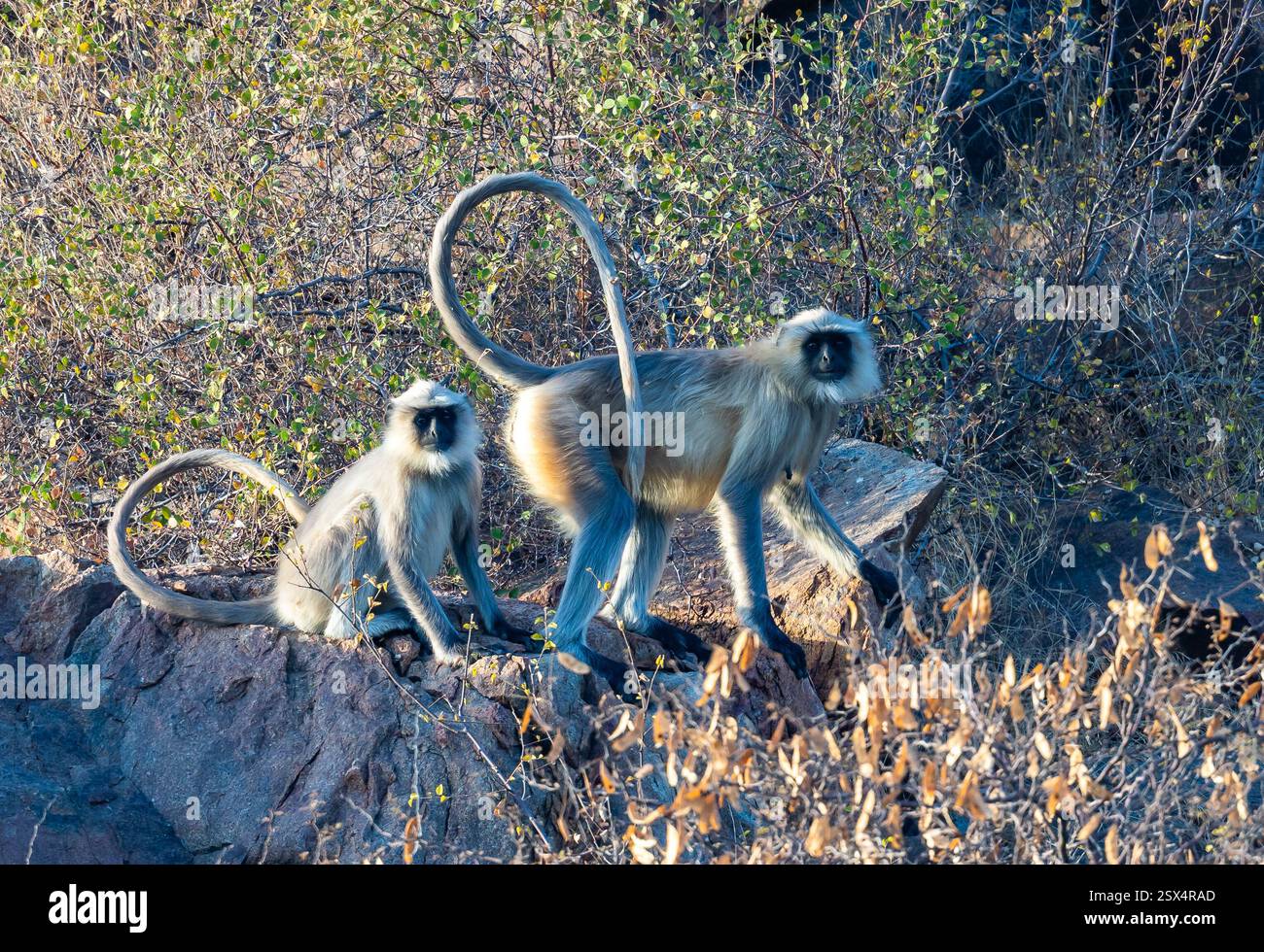 Zwei Bengalen Heilige languren (Semnopithecus entellus) auf einem Felsen. Rajasthan, Indien. Stockfoto