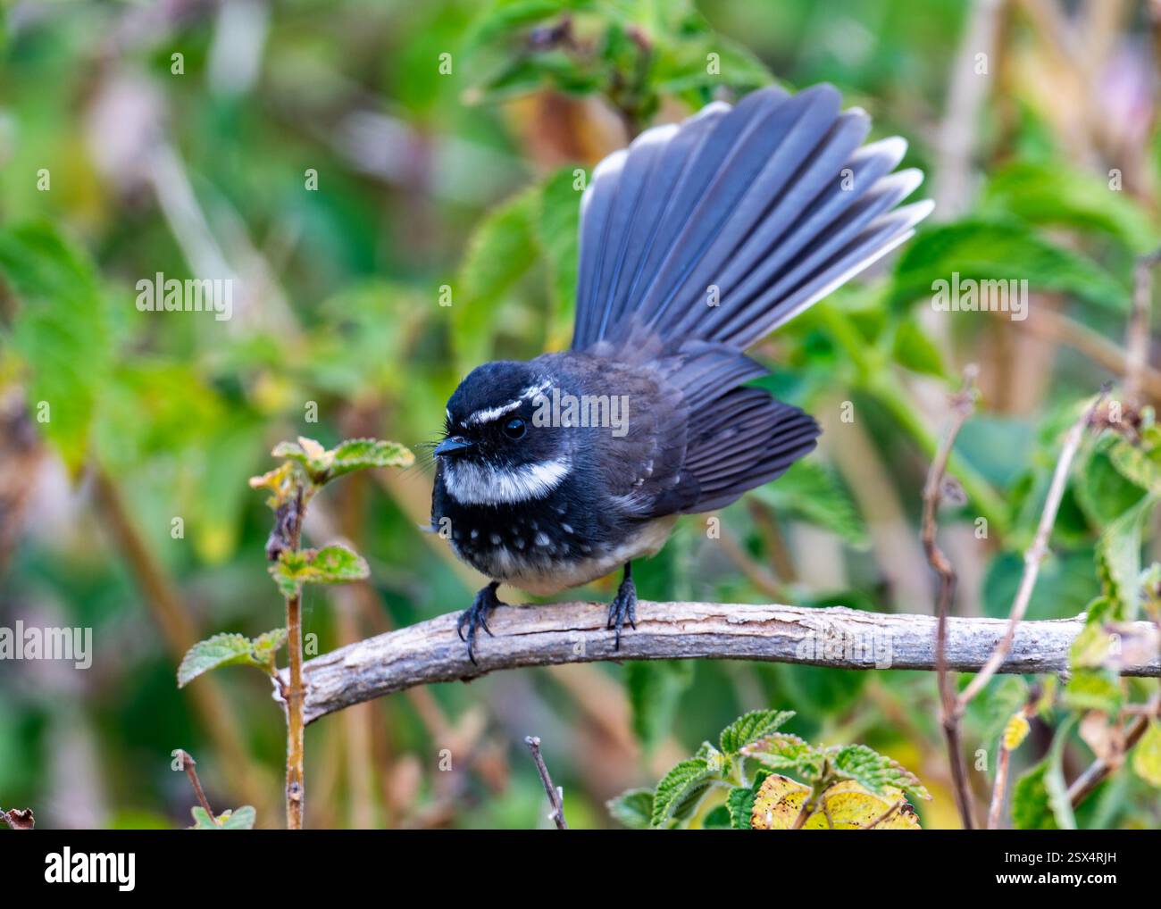Ein fleckiger Fantail (Rhipidura albogularis), der seinen Schwanz auffächert, um Insekten auszuspülen. Rajasthan, Indien. Stockfoto