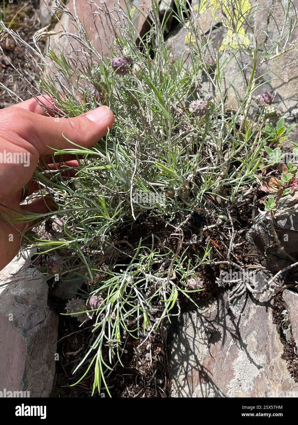Showy Rabbitbrush (Ericameria nauseosa speciosa), Plantae, Pomeroy, WA, USA, hochgelegene, felsige Glatze. Ich schätze, var. Speciosa… Wirt von Rhopalomyia utahensis… Links in den Beobachtungsfeldern unten. Stockfoto