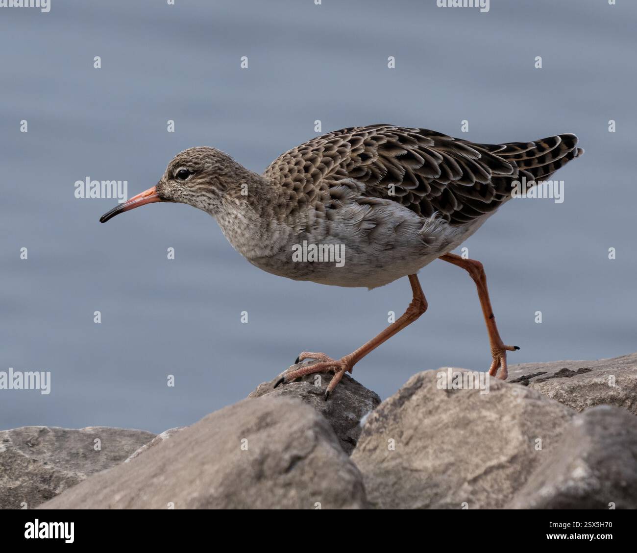 Ruff Stockfoto