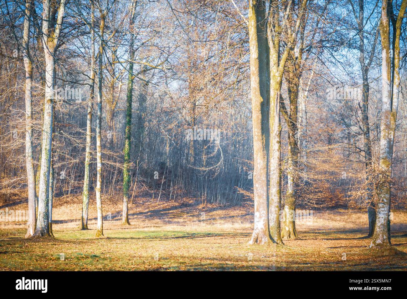 Reife rote Apfelfrüchte im Apfelgarten. Selektiver Fokus. Stockfoto