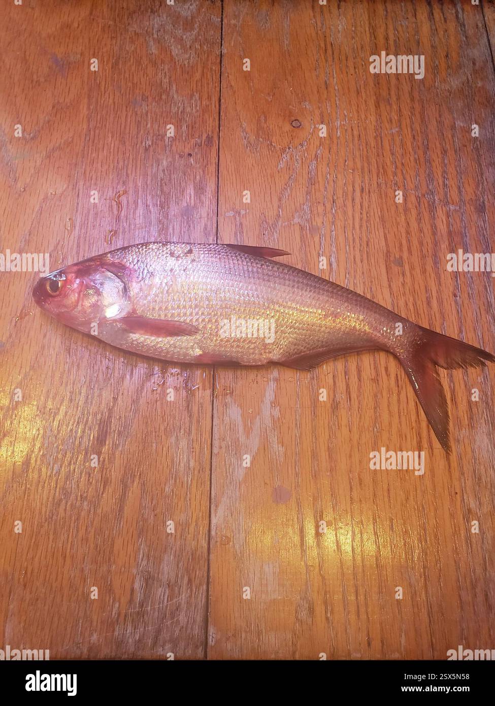 Amerikanischer Gizzard Shad (Dorosoma cepedianum), Actinopterygii, Jackson Township, IN, USA, jemand hat mir das vom Lenape-See gebracht, aber ich weiß nicht genau, welcher Teil Stockfoto