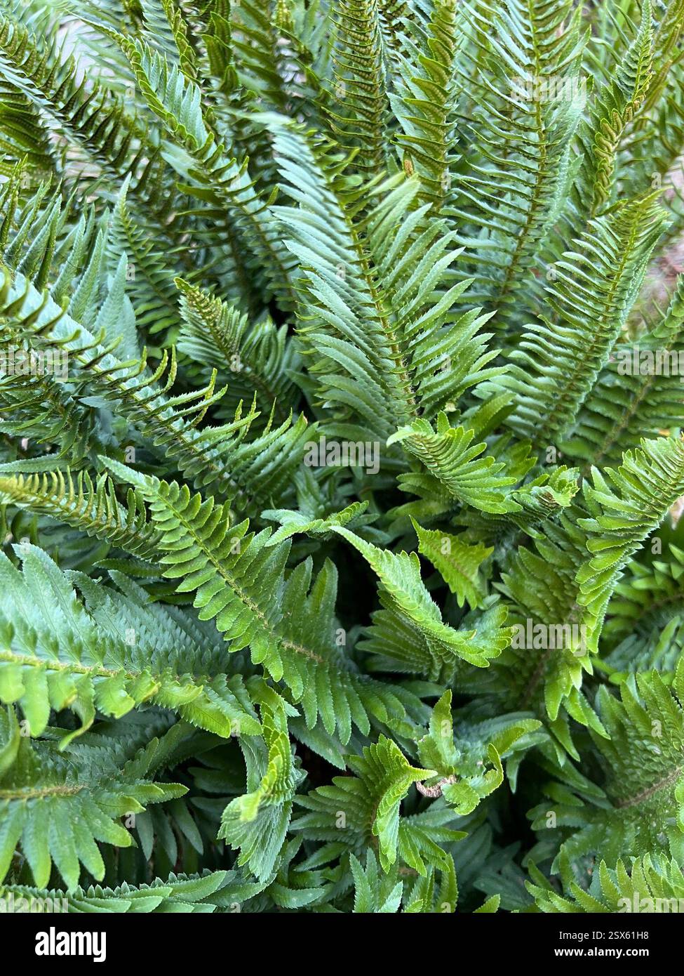 Schildfarne (Polystichum), Plantae, Kittitas County, WA, USA, in sonniger Lage. Unsichere ID. Vielleicht ein P. munitum Hybrid? Wahrscheinlich dieselbe Pflanze wie https://www.inaturalist.org/observations/125210463, direkt neben dem Weg und ziemlich auffällig. Stockfoto