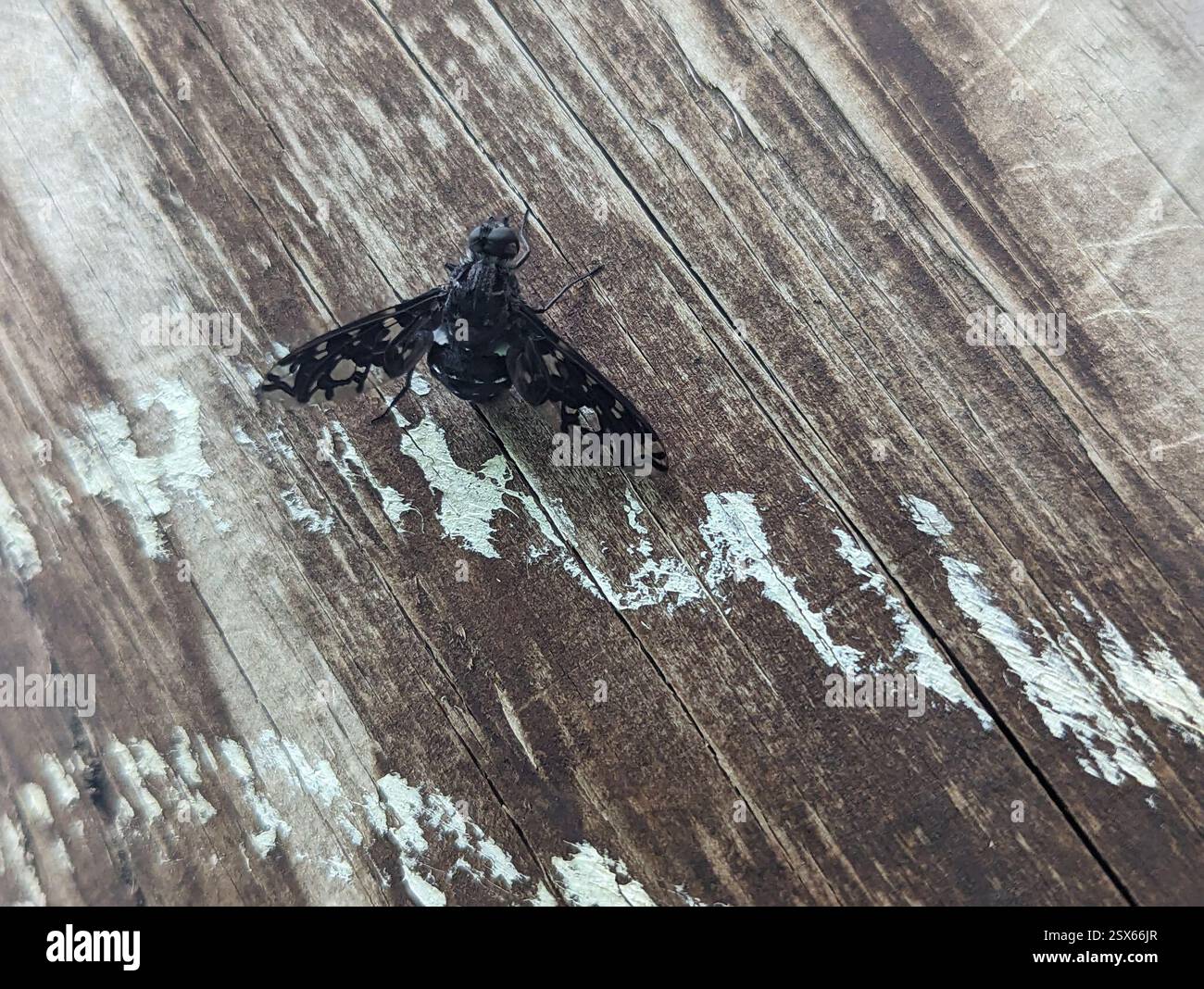 Tiger Bee Fly (Xenox tigrinus), Insecta, Collegetown, Ithaca, NY 14850, USA Stockfoto