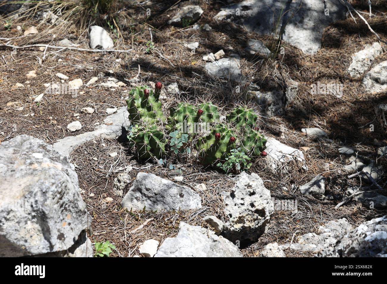 (Echinocereus coccineus transpecosensis), Plantae, Uvalde County, TX, USA Stockfoto