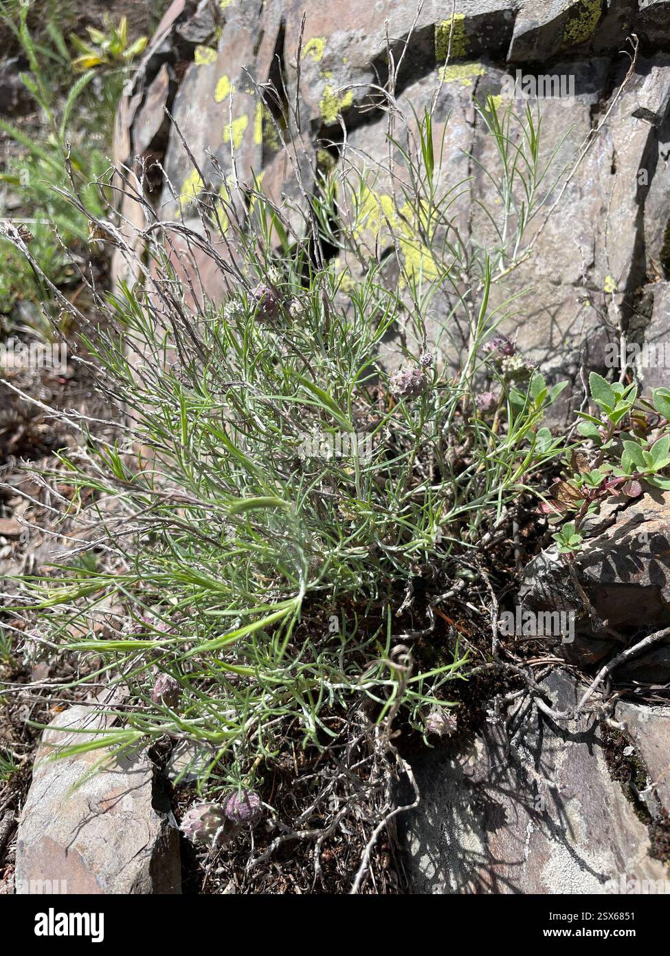 Showy Rabbitbrush (Ericameria nauseosa speciosa), Plantae, Pomeroy, WA, USA, hochgelegene, felsige Glatze. Ich schätze, var. Speciosa… Wirt von Rhopalomyia utahensis… Links in den Beobachtungsfeldern unten. Stockfoto