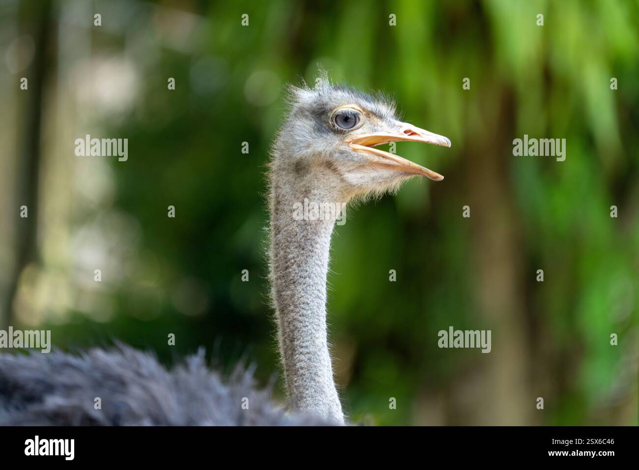Der Strauß (Struthio camelus), oder einfach Strauß, ist eine flugunfähige Vogelart, die in bestimmten Gebieten Afrikas beheimatet ist. Stockfoto