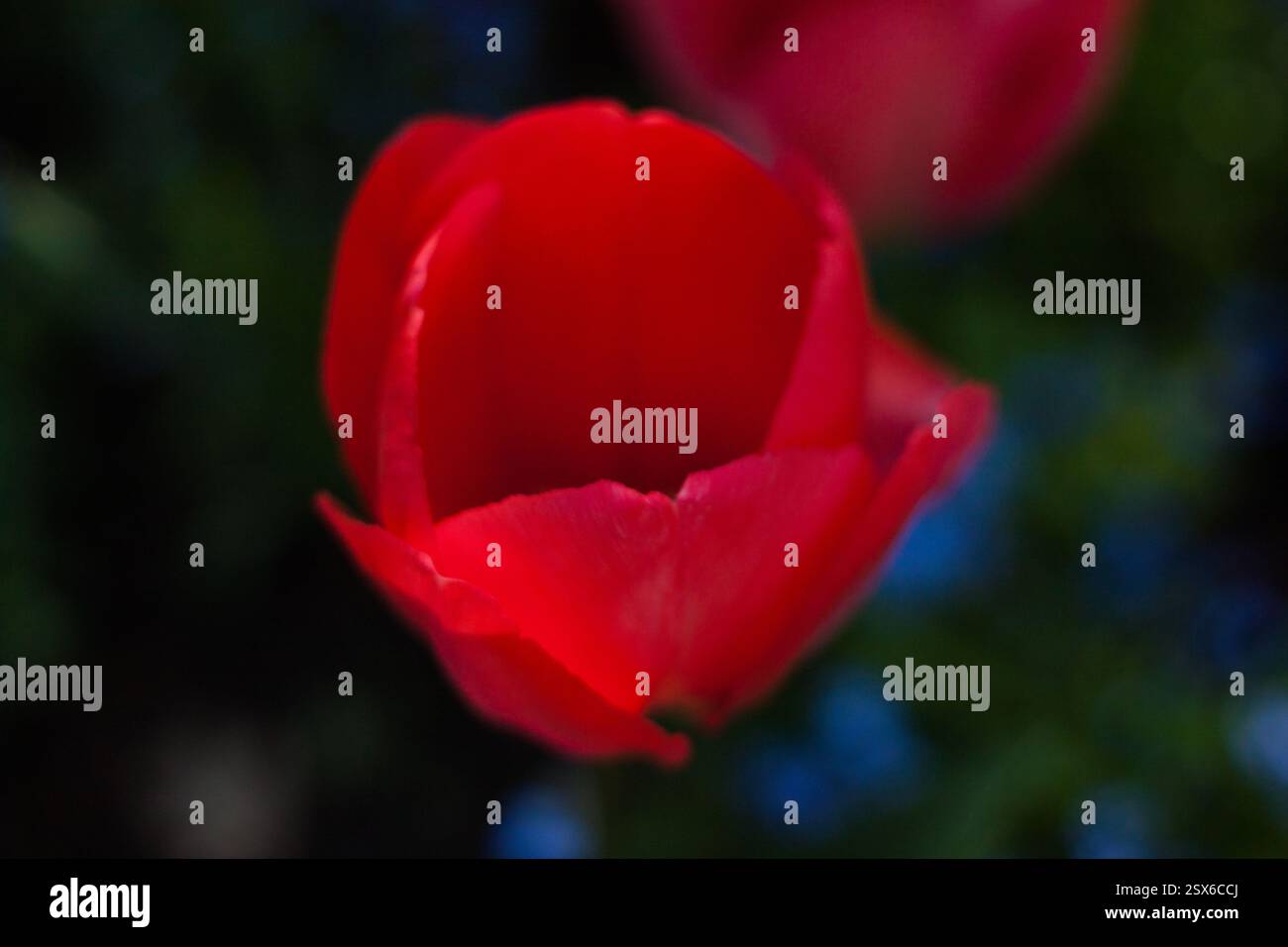 Detailliertes Foto einer einzelnen roten Tulpe auf dunklem, verschwommenem Hintergrund, zeigt Eleganz. Stockfoto