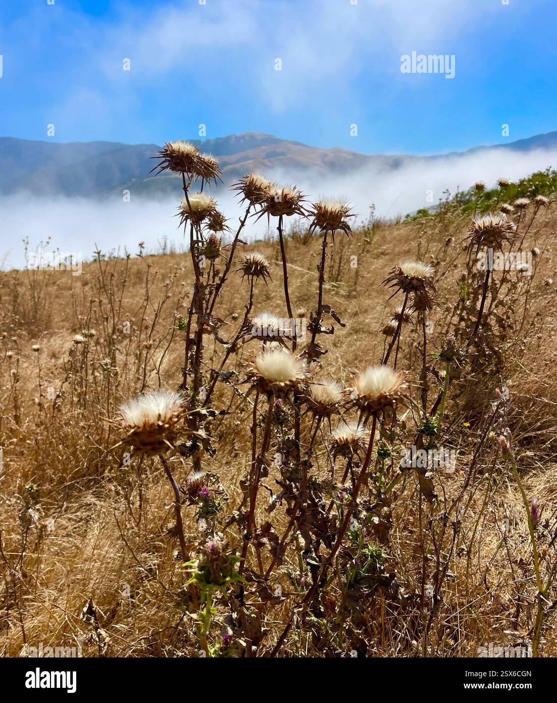 Mariendistel (Silybum marianum), Plantae, Los Padres National Forest, Carmel, CA, USA, Milchdistelskelette aus der letzten Saison. Seeds-2. Foto. Die Mariendistel (Silybum marianum) wurde in der Familie der Asteraceae eingeführt und ist an Straßenrändern, auf Weiden und in gestörten Böden gedeiht. Die Blätter sind charakteristisch: Die großen, weißen Adern sind meist sehr hell und sichtbar. Die weiße Färbung ist immer auf den Venen dritter Ordnung vorhanden. Phyllare sind sternförmig, mit langen, scharfen Stacheln, die direkt unter den großen, violetten, einsamen Blumenköpfen ausstrahlen. Peak Bloom ti Stockfoto
