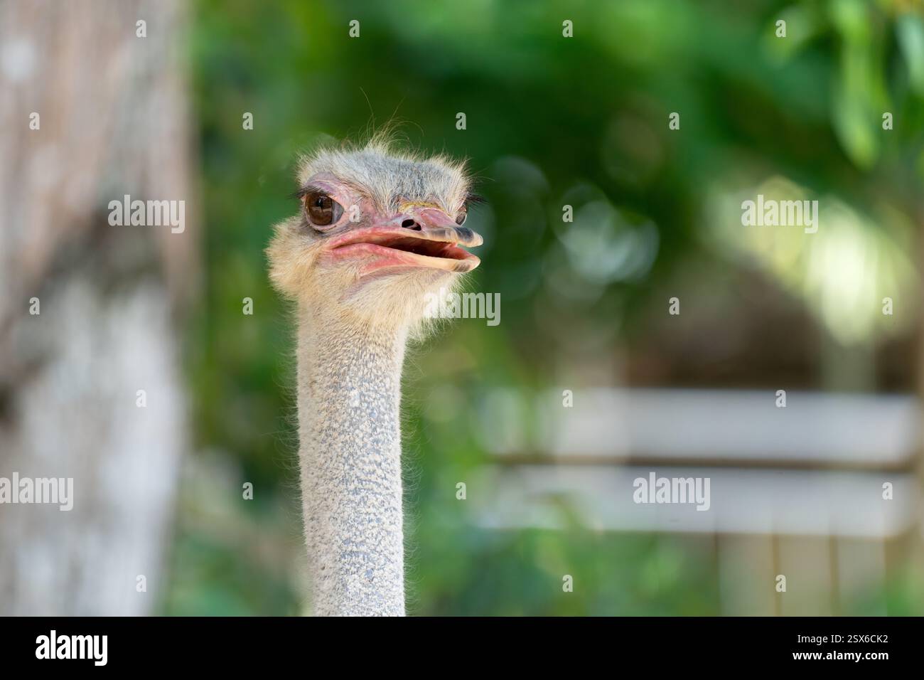 Der Strauß (Struthio camelus), oder einfach Strauß, ist eine flugunfähige Vogelart, die in bestimmten Gebieten Afrikas beheimatet ist. Stockfoto