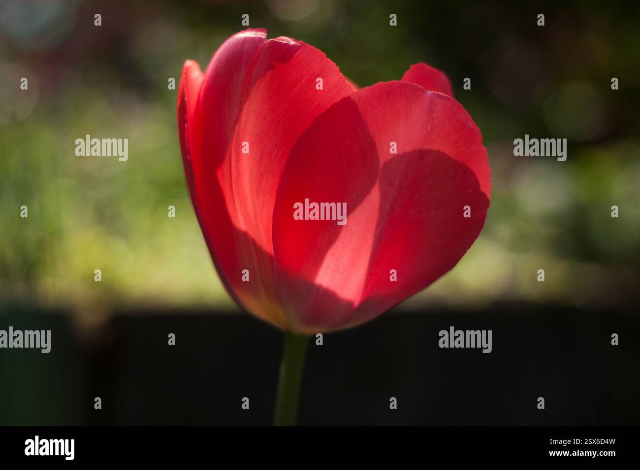 Detailliertes Foto der Erleuchtung der roten Tulpen bei Sonnenschein, die durch jedes Blatt geht, Makrophotographie Stockfoto