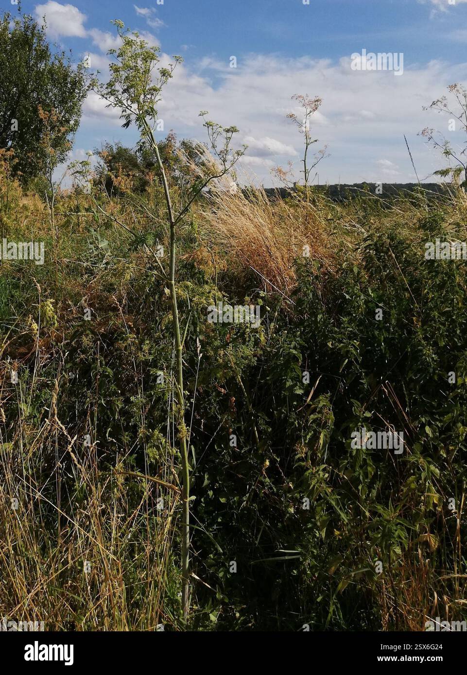 Poison Hemlock (Conium maculatum), Plantae, Ballenstedt, Deutschland, Fair amount, gefunden auf der schattigeren Seite. Dieser ist etwa 2 m hoch und hat einen Schaftdurchmesser von ca. 3 cm und ist hohl. Schnecke https://www.inaturalist.org/observations/172528667 Stockfoto