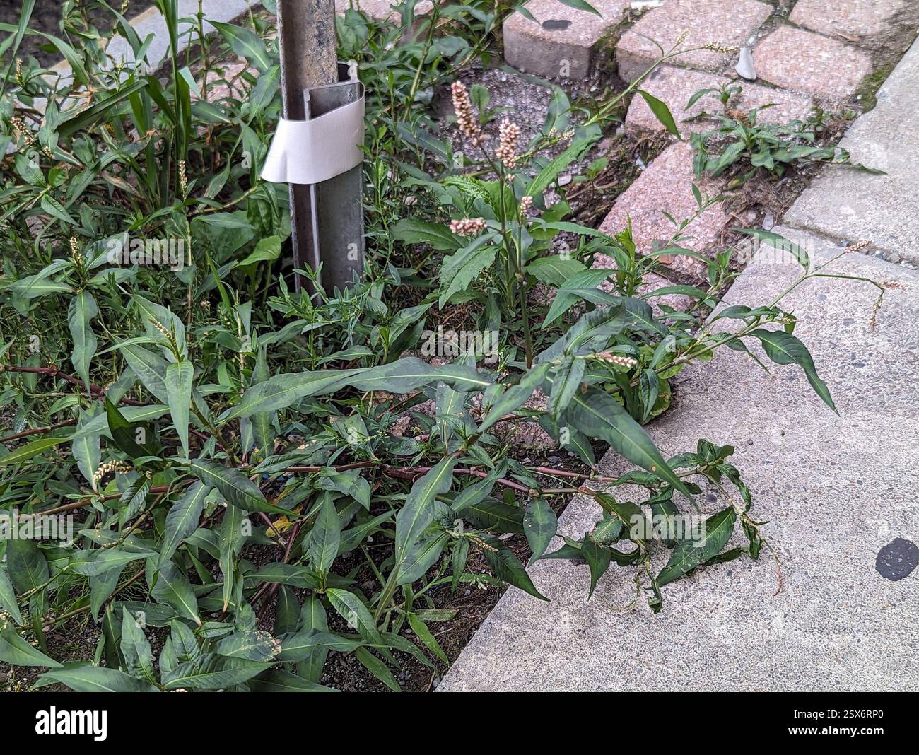 Knotenweeds, Smartweeds und Wasserpaprika (Persicaria), Plantae, Collegetown, Ithaca, NY 14850, USA Stockfoto