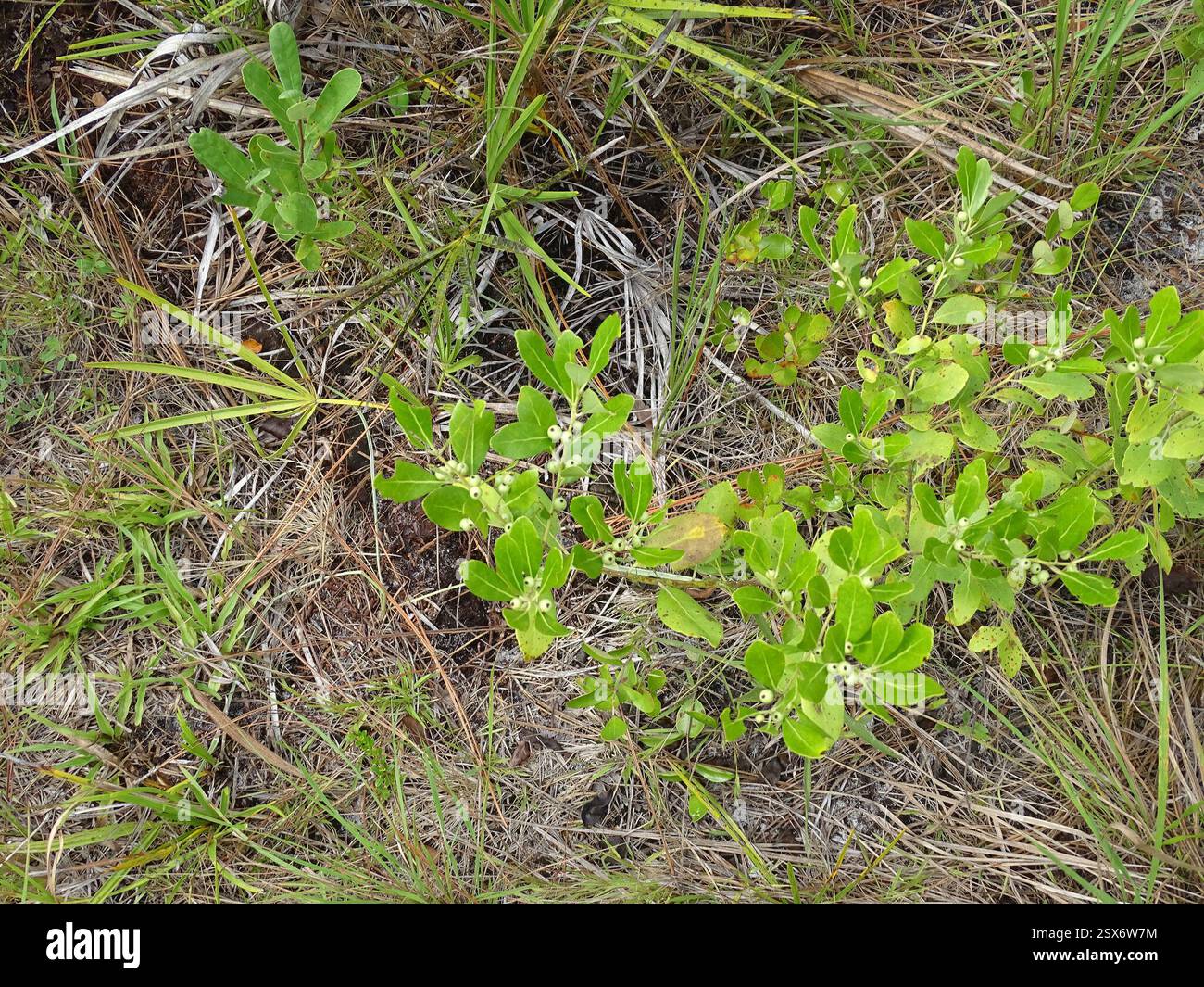 Gallberry (Ilex glabra), Plantae, Alachua County, FL, USA Stockfoto