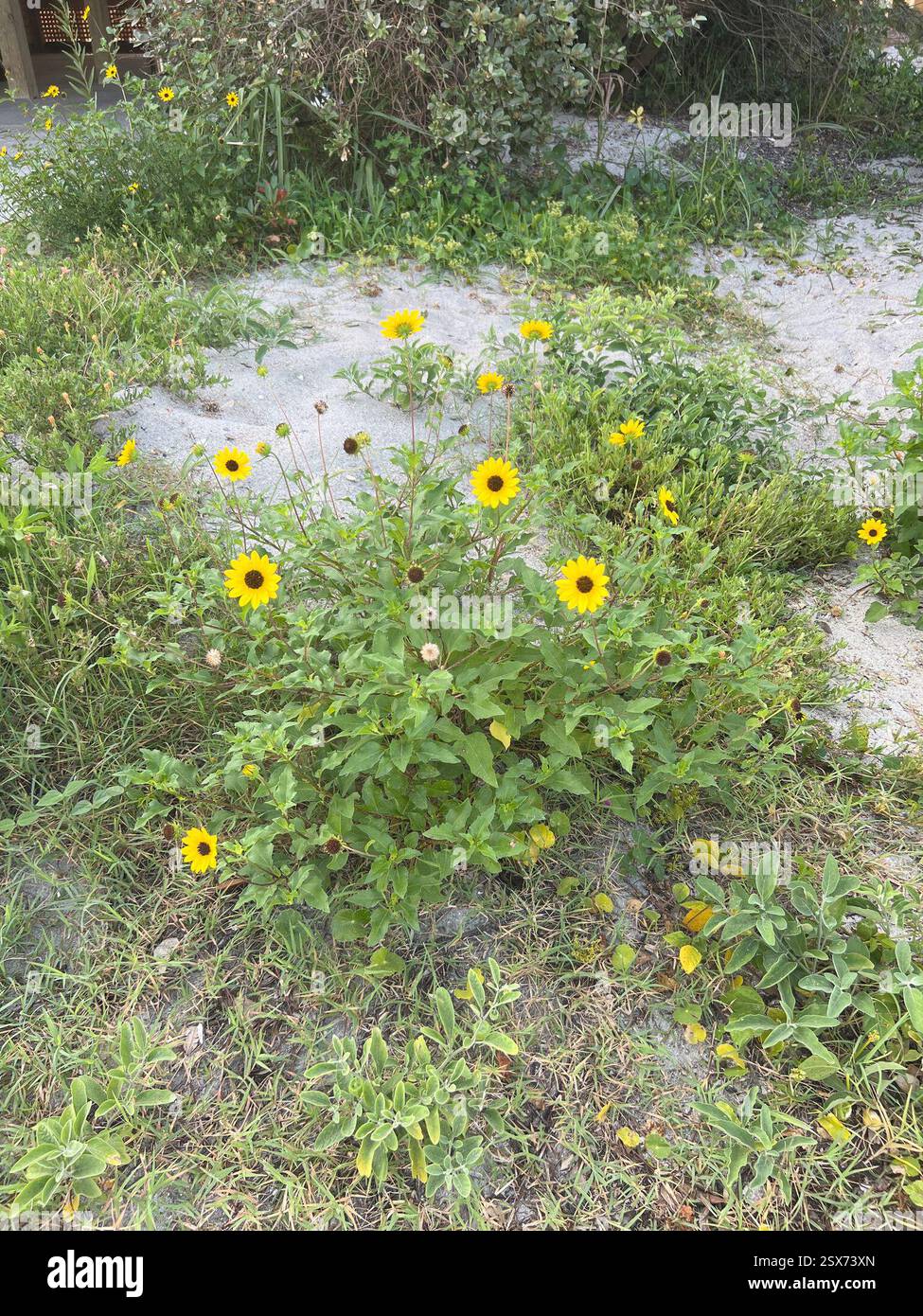 East Coast Dune Sunflower (Helianthus debilis debilis), Plantae, Springs Ave, Pawleys Island, SC, US Stockfoto