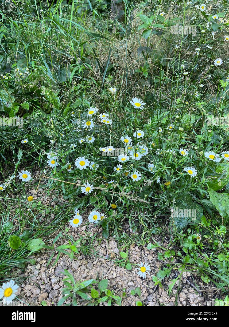 Oxeye Gänseblümchen (Leucanthemum vulgare), Plantae, Maquoketa Caves State Park, Maquoketa, IA, USA Stockfoto