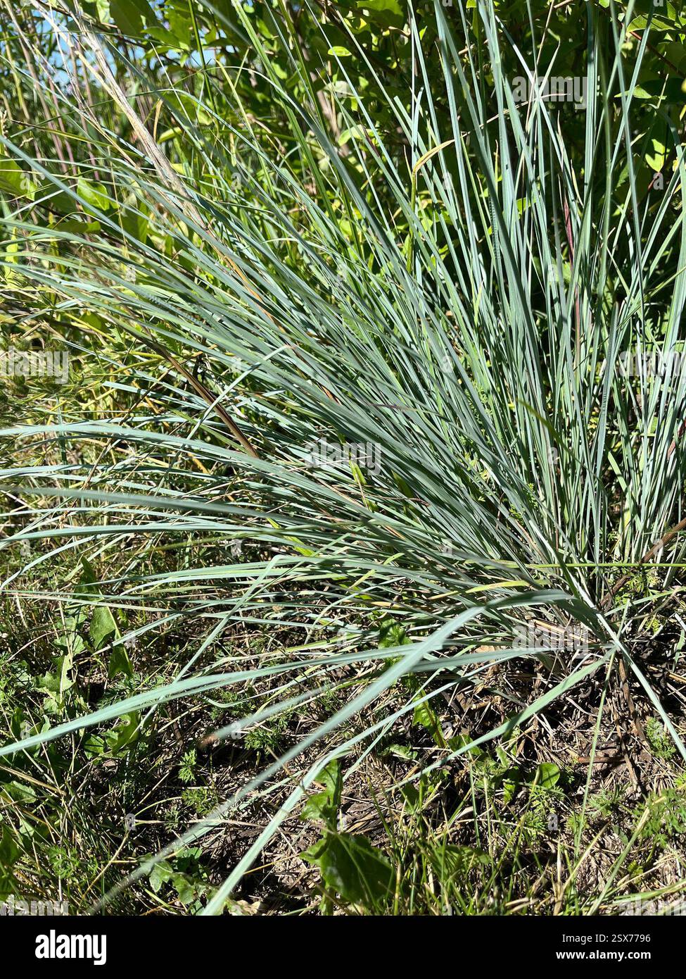 Little Bluestem (Schizachyrium Scoparium), Plantae, Maquoketa Caves State Park, Maquoketa, IA, USA Stockfoto