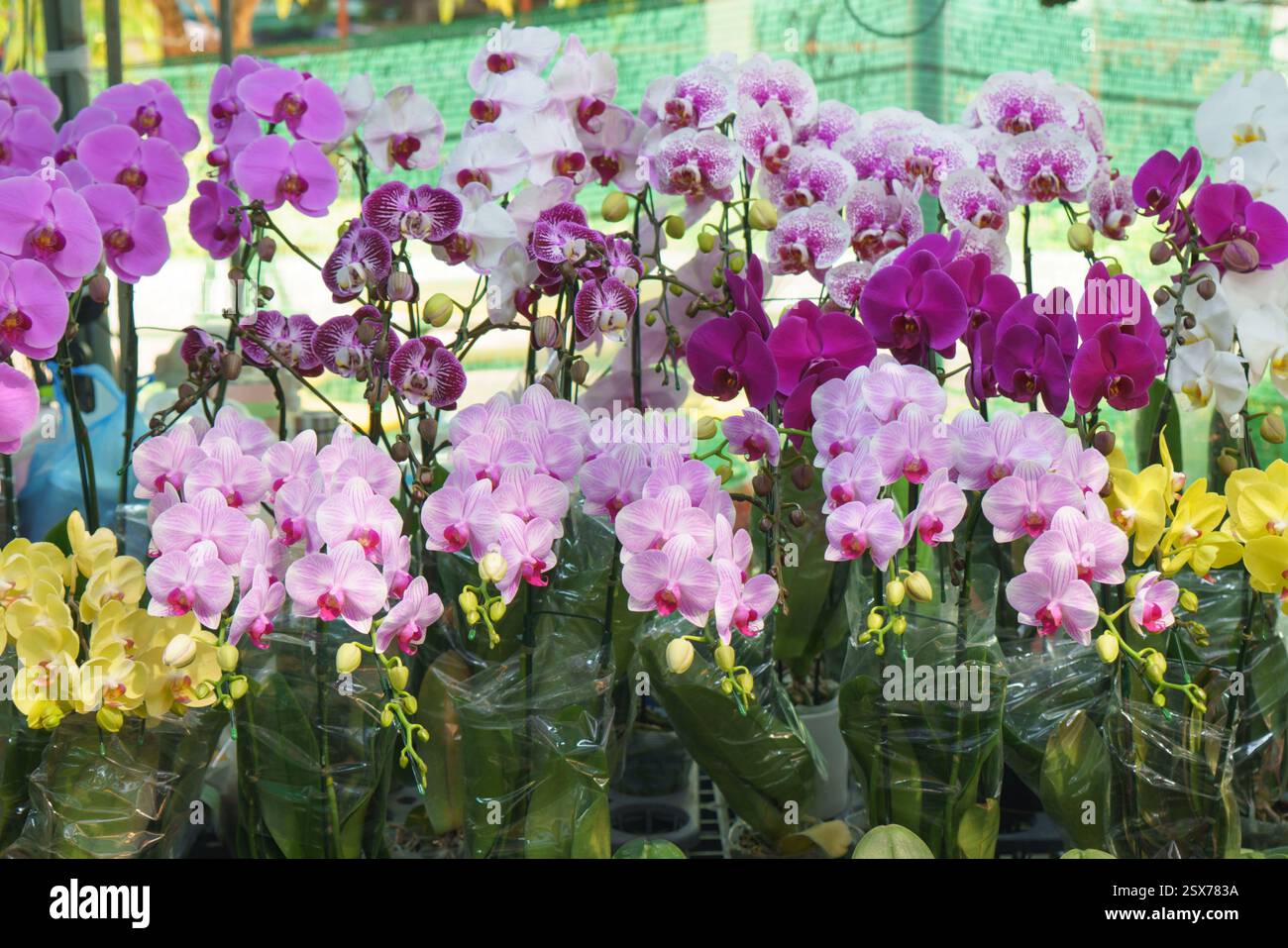 Nahaufnahme von farbenfrohen Phalaenopsis (Motten) Orchideen in voller Blüte – in Rosa-, Lila-, weiß- und Gelbtönen – in einer örtlichen Gärtnerei. Stockfoto