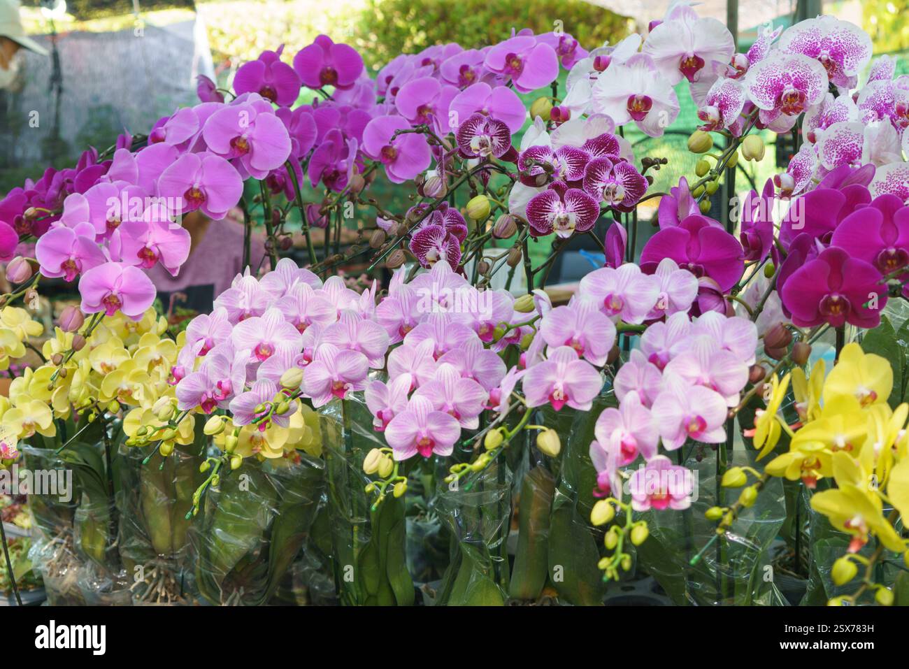 Nahaufnahme von farbenfrohen Phalaenopsis (Motten) Orchideen in voller Blüte – in Rosa-, Lila-, weiß- und Gelbtönen – in einer örtlichen Gärtnerei. Stockfoto