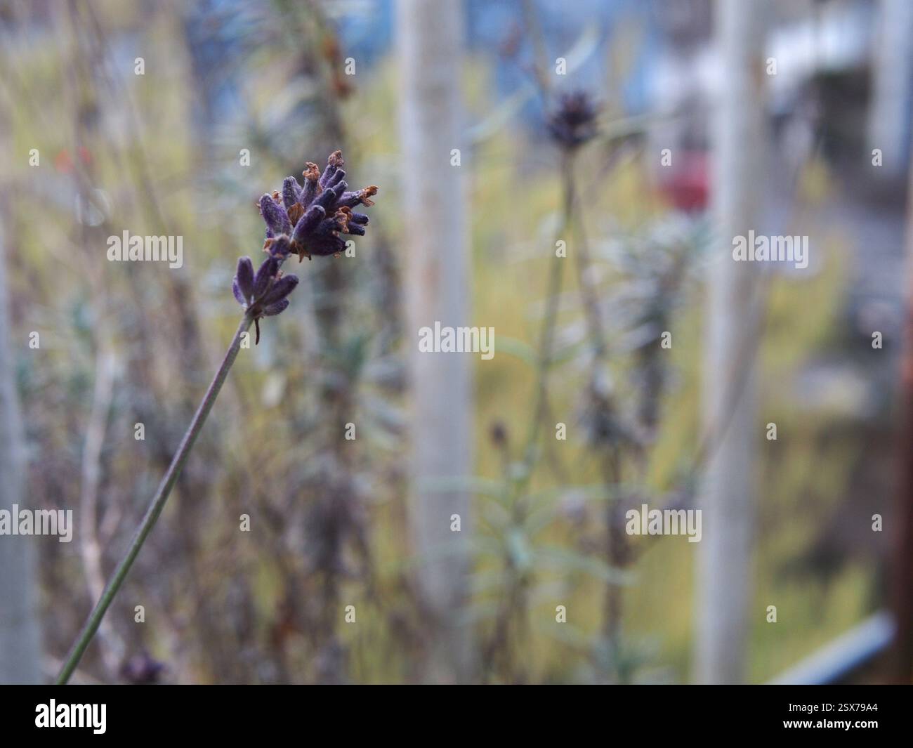 Isolierte Nahaufnahme einer trockenen Blüte von Laubblättrigem Lavendel (Lavandula latifolia), auch bekannt als Spike Lavendel, Aspic Lavendel oder portugiesischer Lavendel Stockfoto