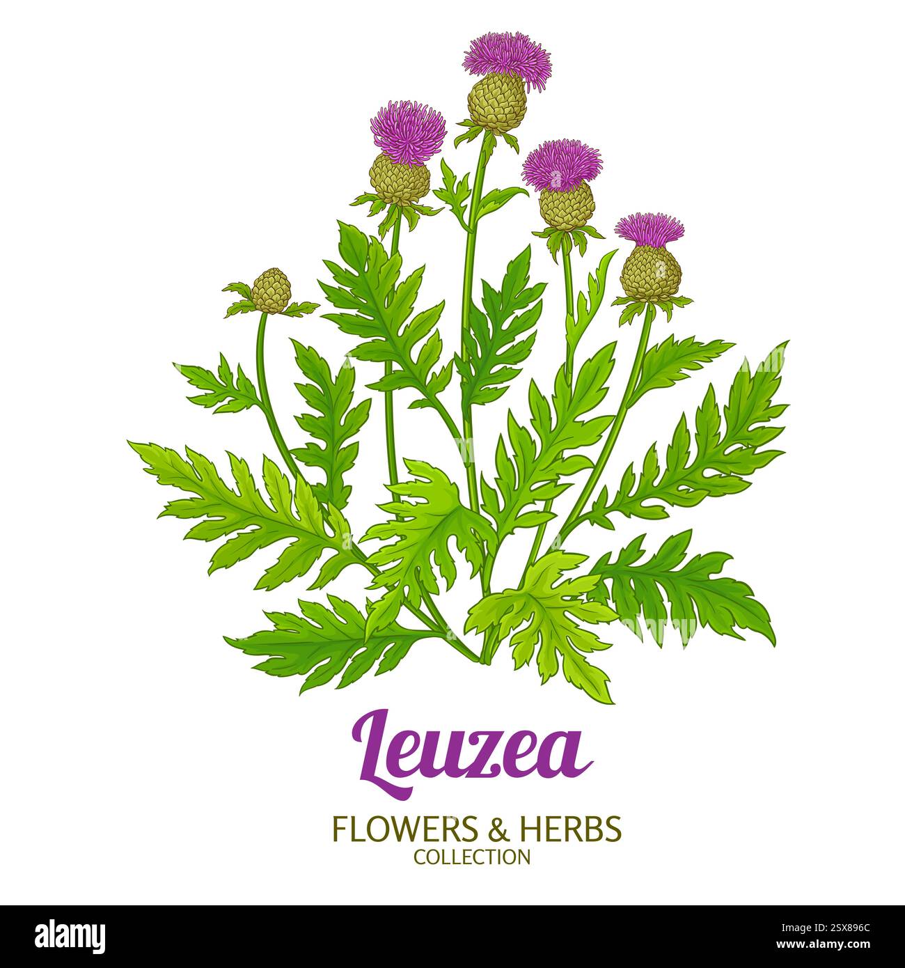 Leuzea Pflanze Farbige Detaillierte Abbildung Stock Vektor