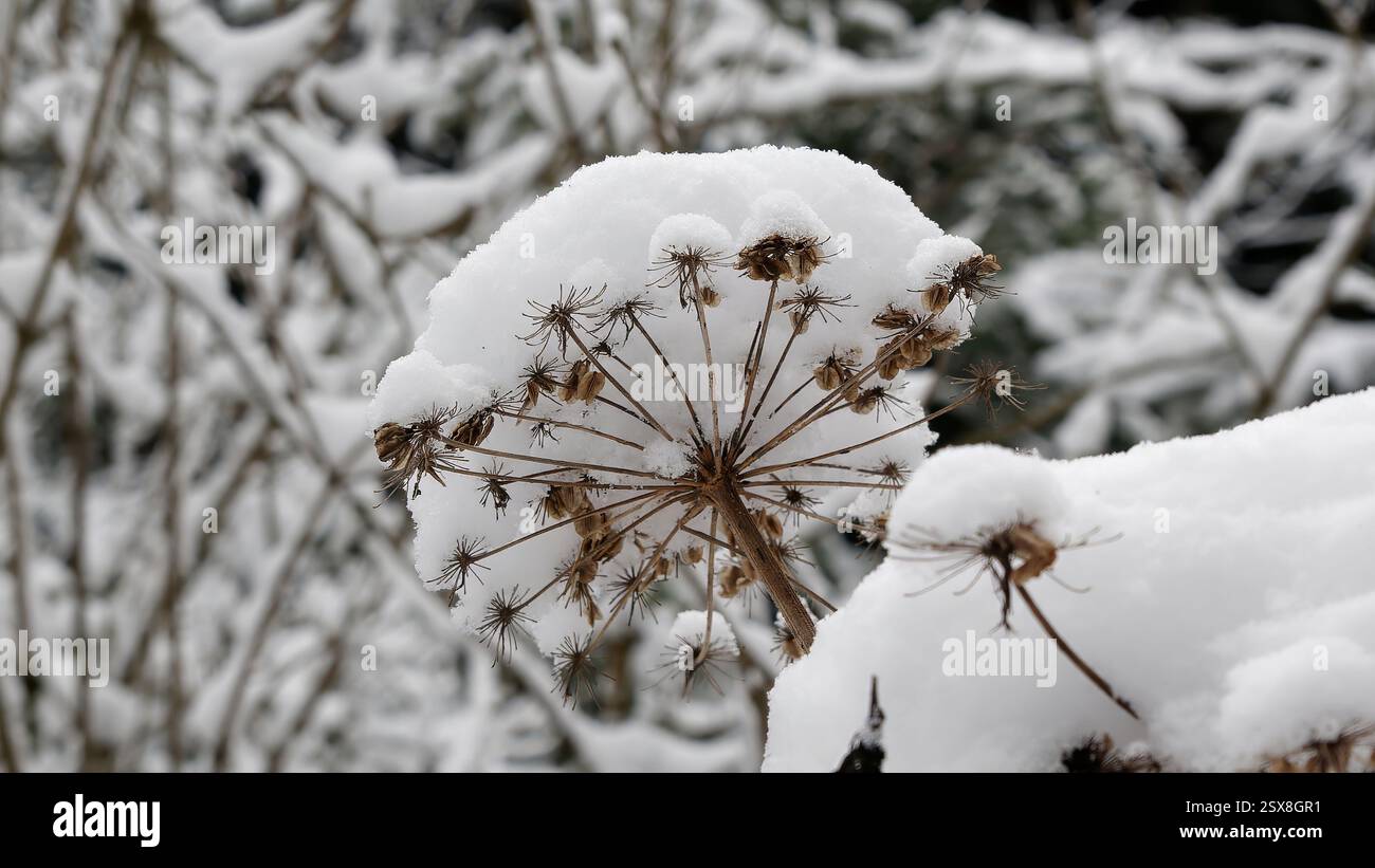 Schneebedeckte getrocknete Pflanze in einem Winterwunderland im Freien Stockfoto