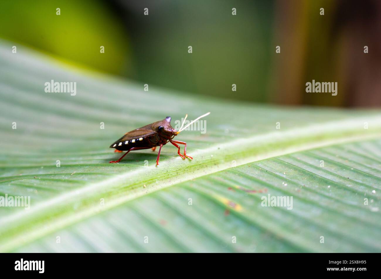 Rotbeinige Schildkäfer (Pentatoma rufipes) oder Waldkäfer auf einem grünen Blatt. Hochwertige Fotos Stockfoto