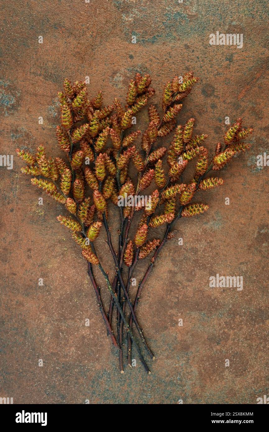 Ein Haufen Stiele von moormyrtensturm mit reifenden grünen und braunen männlichen Catkins Stockfoto