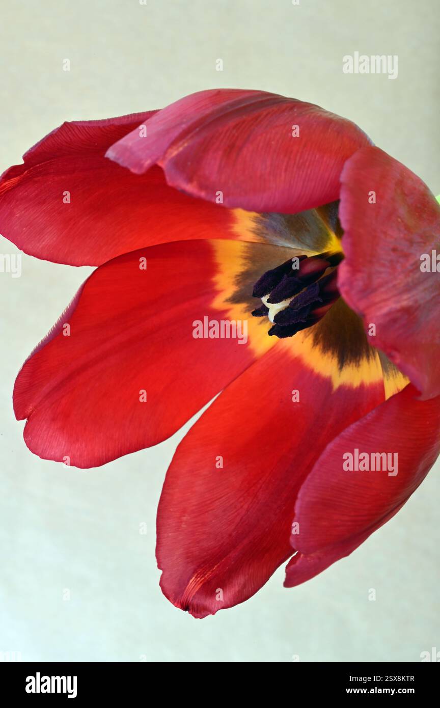 Nahaufnahme einer scharlachroten Tulpe mit goldenen und schwarzen inneren Markierungen Stockfoto