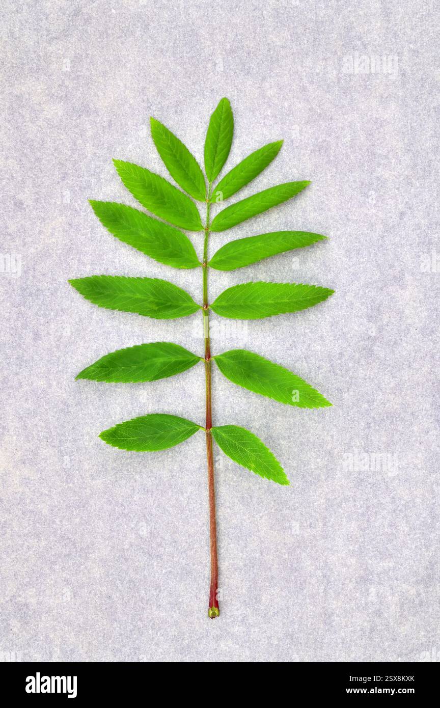 Frisches grünes Blatt des biegsamen Blattes von Eberesche oder Eberesche oder Sorbus aucuparia, das auf Marmor liegt Stockfoto