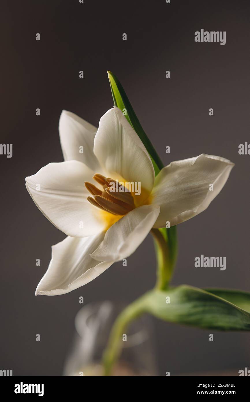 Weiß geöffnete Tulpe auf dunklem Hintergrund in Lichtstrahlen. Florale ästhetische Komposition. Nahaufnahme. Stockfoto
