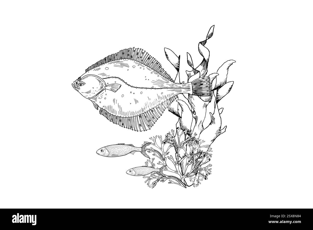Fischflunder, Korallenriffe und fließende Algen schwarz-weiße Vektor-Illustration des Ozeans. Handgezeichnete Gravur von Meeresbewohnern. Plattfisch und Meeresspiegel Stock Vektor